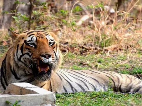 Bị hổ dữ tấn công, người phụ nữ 65 tuổi tử vong thương tâm