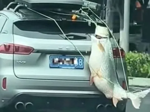 Bất ngờ lý do người đàn ông treo cá khổng lồ sau ô tô diễu phố