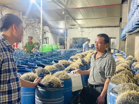 Sốc với quy trình làm giá đỗ bằng hóa chất: Nguy hiểm rình rập bữa ăn gia đình