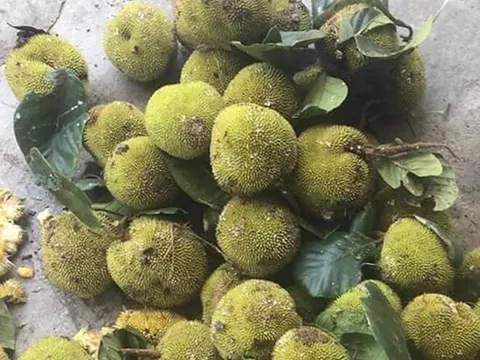Loại quả từ chín rụng không ai ngó ngàng đến đặc sản cực hấp dẫn, 90.000 đồng/kg