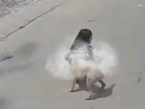 Bé gái 5 tuổi bị chó nhà hàng xóm bất ngờ tấn công, húc ngã xuống đất khi đi bộ trên đường, phải nhập viện gấp
