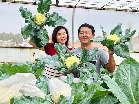 Mẹ 3 con Biên Hòa trồng 2 vườn rau xanh mướt trên ban công và sân thượng, rau trái trĩu giàn quanh năm