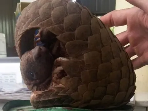 Phát hiện con vật toàn thân phủ đầy vẩy cứng, xếp chồng lên như ngói lợp nhà bất ngờ bò vào nhà dân lúc nửa đêm