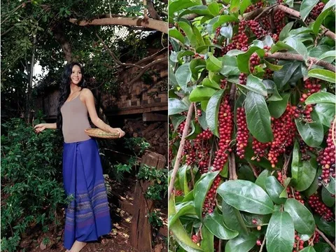 "Hoa hậu nghèo nhất Việt Nam" khoe loài cây tuổi thơ, quả giàu chất chống oxy hóa, trồng một cây nhà không giàu cũng có phúc khí