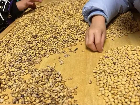 Cô giáo giao bài tập đếm 10.000 hạt đậu, bố mẹ còng lưng giúp con cả đêm, hôm sau đến lớp đứa trẻ bị trách móc