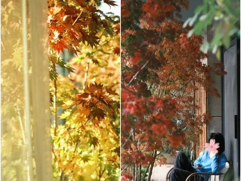 9X biến ban công thành thiên đường mùa thu bằng cây "tài lộc" này, thu về ngay tại nhà, may mắn cũng gõ cửa