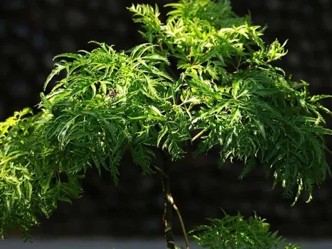 Loại rau bổ ngang nhân sâm kho cá thơm ngon gấp 10 lần, củ càng là “báu vật”, trồng trước nhà giúp hút lộc