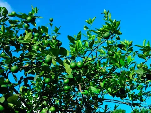 Loại quả "tốt nhất thế giới", Việt Nam trồng khắp nơi thành đặc sản chỉ từ 8.000 đồng/kg, tốt cho sức khoẻ