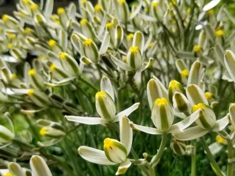 “Vua hương thơm” của thế giới cây xanh, thơm sánh ngang nước hoa, đẹp long lanh như thủy tinh