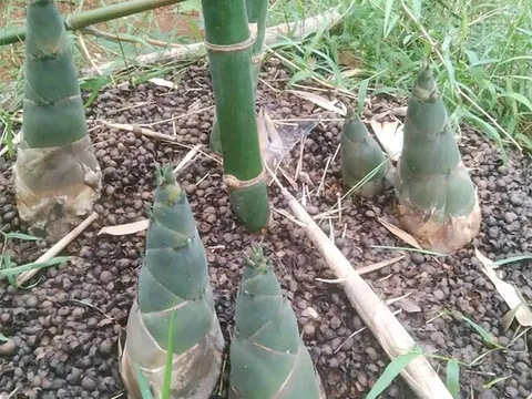 Món xưa "người nghèo" ăn đến chán ngán, nay thành đặc sản ở thành phố làm đủ món ngon, tốt cho sức khỏe