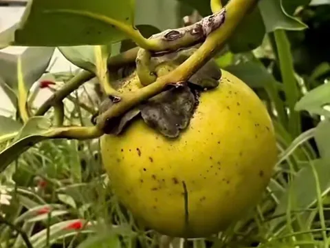 Loại quả 500.000 đồng/kg được diva Hồng Nhung và “phú bà” showbiz trồng trong biệt thự 10.000m2, cực dễ chăm lại hút lộc vào nhà