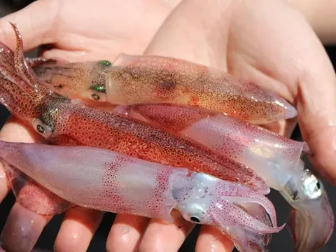 Cách luộc mực giòn ngon, căng mọng, đẹp mắt không bị dai khô, 10 người ăn 11 người khen tới tấp thi nhau xin bí kíp