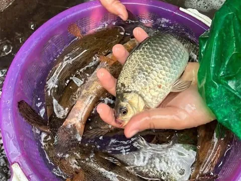 Loài cá ở quê được ví như "thuốc bổ" nhưng ít người mua ăn, giá chỉ từ 30.000 đồng/kg, tốt cho sức khoẻ