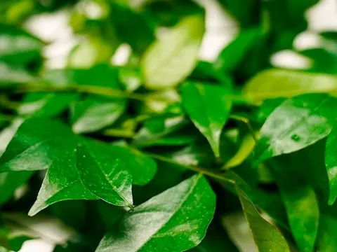 Loại lá xưa rụng đầy không ai ngó ngàng, nay được chuộng vì hương vị lạ giá 70.000 đồng/kg, tốt cho sức khoẻ