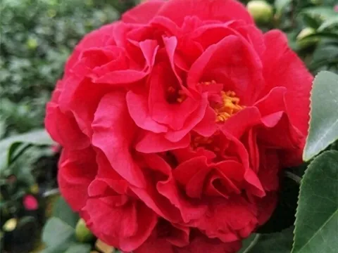 Loại hoa này đẹp hơn hoa hồng, thơm sánh ngang nước hoa, nở nửa năm mới tàn, xứng danh "vua của các loại hoa"