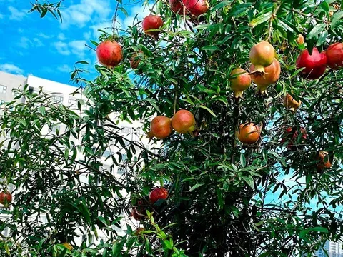 Loại quả "tốt nhất thế giới" được trồng bạt ngàn ở Việt Nam, thành đặc sản chỉ từ 20.000 đồng/kg, tốt cho sức khỏe