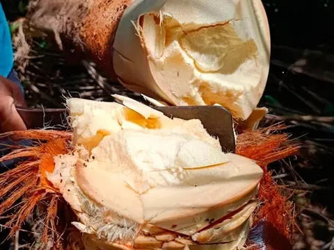 Thứ ai cũng vứt đi nay thành đặc sản lạ được dân thành phố ưa chuộng, giá 75.000 đồng/kg, tốt cho sức khỏe