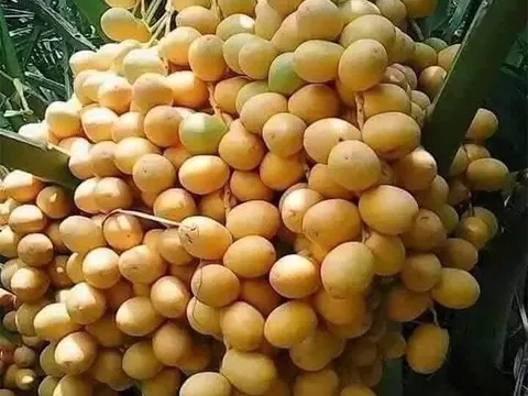 Loại quả "tốt nhất thế giới", Việt Nam trồng bạt ngàn thành đặc sản nổi tiếng được ưa chuộng, tốt cho sức khỏe