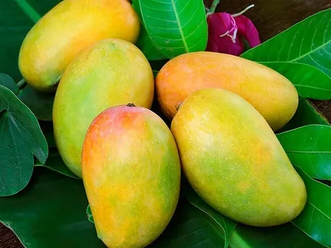 Loại quả "tốt nhất thế giới", Việt Nam trồng bạt ngàn thành đặc sản chỉ từ 10.000 đồng/kg, tốt cho sức khỏe