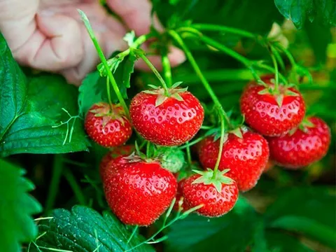 Loại quả "tốt nhất thế giới" Việt Nam trồng bạt ngàn, thành đặc sản nổi tiếng được ưa chuộng, tốt cho sức khỏe