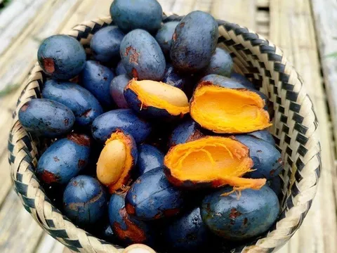 Loại quả xưa rụng đầy gốc không ai nhặt, giờ thành đặc sản được người thành phố săn lùng, tốt cho sức khỏe