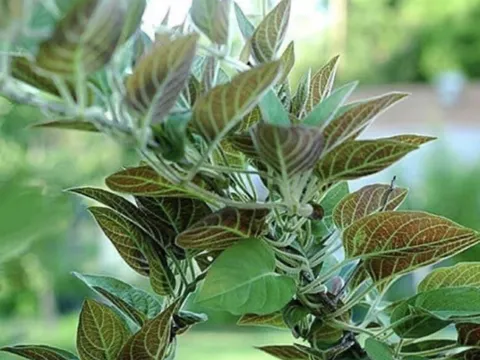 3 loại rau ít ngậm thuốc trừ sâu, mọc dại ở bờ rào nhưng là “tiên dược” cho sức khỏe, tiếc là người Việt chê nên ít dùng