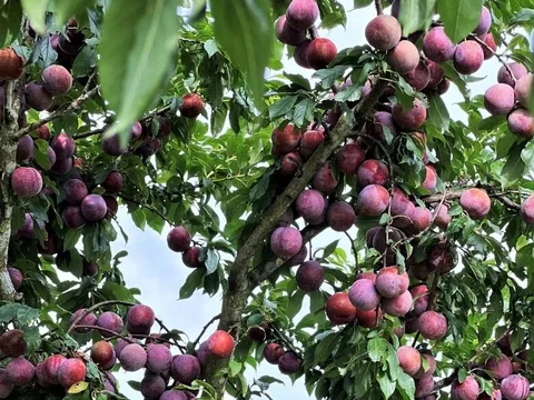 Loại quả "tốt nhất thế giới" được trồng bạt ngàn ở Việt Nam, thành đặc sản chỉ từ 15.000 đồng/kg, tốt cho sức khỏe