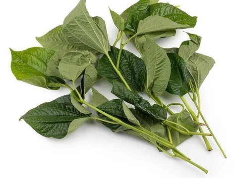 Loại rau vứt đâu cũng sống, người Việt chỉ ăn lá còn phần thân là “thần dược” thì thường bỏ vào thùng rác