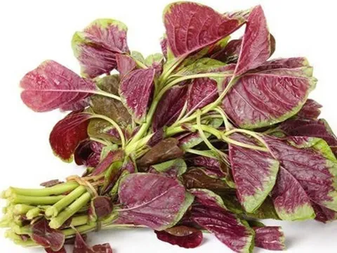 Loại rau là vua của sắt và canxi, dưỡng chất hơn hẳn hải sản lẫn thịt bò, tiếc rằng nhiều người Việt ngó lơ