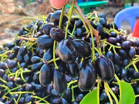 Loại quả xưa chín rụng không ai ngó ngàng, nay thành đặc sản lạ ở thành phố 100.000 đồng/kg, tốt cho sức khoẻ