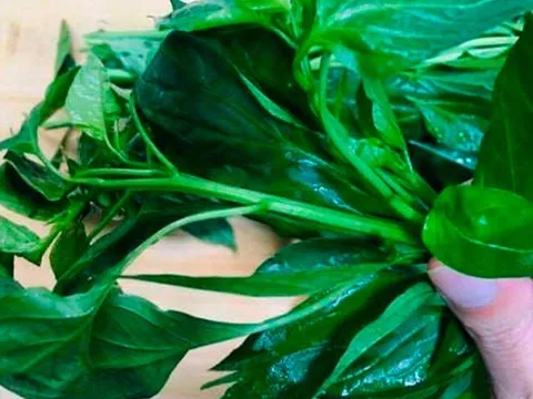 Loại lá xưa không ai ăn, nay thành đặc sản được người thành phố ưa chuộng vì hương vị đặc biệt, tốt cho sức khoẻ