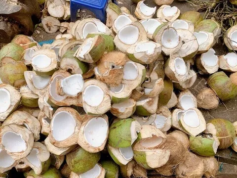 Thứ xưa dành cho "người nghèo" nay thành đặc sản Tết Bính Ngọ 2026, được ưa chuộng giá 250.000 đ/kg, tốt cho sức khỏe