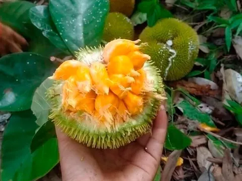 Loài quả xưa không ai biết đến, nay thành đặc sản được ưa chuộng ở thành phố giá 90.000 đồng/kg, tốt cho sức khoẻ