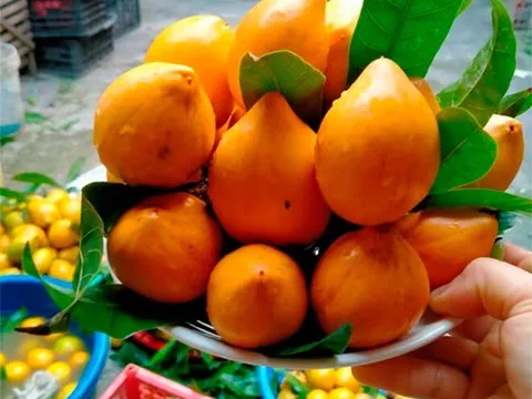 Loại quả xưa chín rụng đầy sân nay thành đặc sản, trồng một lần thu hoạch nhiều năm, tốt cho sức khoẻ