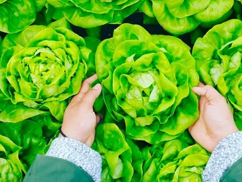 Loại rau "tốt bậc nhất thế giới" ở Việt Nam được trồng bạt ngàn thành đặc sản, giá từ 15.000 đồng/kg, tốt cho sức khỏe
