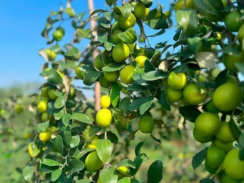 Loại quả "tốt nhất thế giới" chỉ có ở Hải Phòng, nay thành đặc sản Tết Bính Ngọ được ưa chuộng, tốt cho sức khoẻ