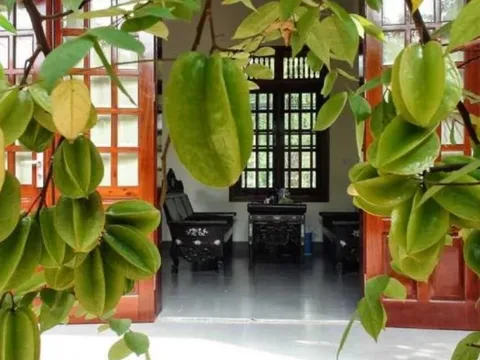 Nhìn giá vàng hôm nay vượt đỉnh, tôi mới biết tại sao nhà giàu hay trồng cây khế