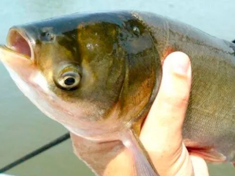 Loài cá quen thuộc ở quê "tốt hơn cá hồi", xưa giá rẻ như cho nay thành đặc sản 60.000 đ/kg, tốt cho sức khoẻ