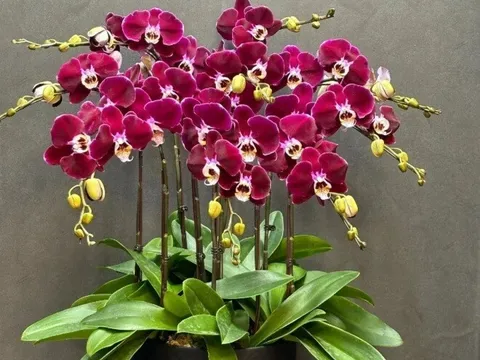 5 loại hoa được mệnh danh là "nam châm hút lộc", Tết Bính Ngọ 2026 trưng trong nhà cả năm sẽ hanh thông, tấn tài tấn lộc