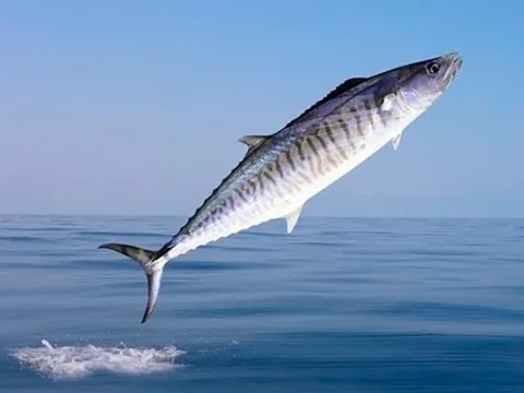 Loại cá "tốt hơn cá hồi" chợ Việt bán nhiều vô kể, xưa ít người ăn nay thành đặc sản từ 90.000 đồng/kg, tốt cho sức khoẻ