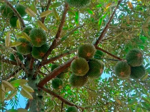 Loại quả đắt nhất thế giới được trồng thành công ở Việt Nam, là đặc sản 400.000 đồng/kg, tốt cho sức khoẻ