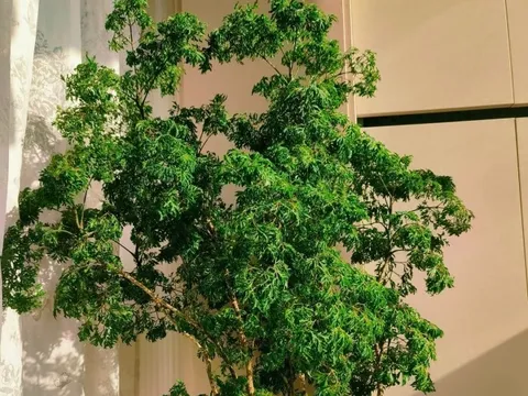 Cây cảnh được mệnh danh “bảo bối nội thất”, vừa đẹp sang, hút tài lộc lại ăn được từ ngọn tới gốc, rất được chuộng dịp Tết