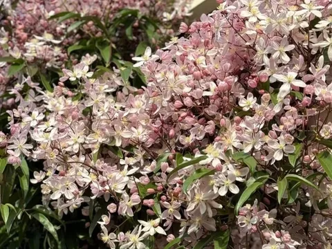 Loài hoa này đẹp hơn trầu bà gấp 100 lần, nở cả nghìn bông một lúc thành bức tường hoa, tỏa hương thơm ngát