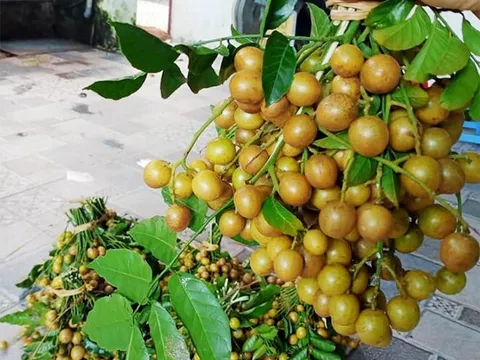 Loại quả xưa rụng đầy sân, nay thành món khoái khẩu ở thành phố được "săn lùng" giá 210.000 đ/kg, tốt cho sức khoẻ