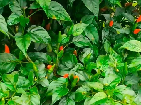 Loại quả "tốt nhất thế giới" chỉ có ở Quảng Ngãi, thành đặc sản trồng 3 tháng cho thu hoạch, tốt cho sức khoẻ