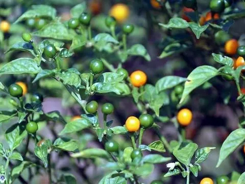 Loại quả đắt nhất thế giới, Việt Nam trồng bạt ngàn 3 tháng cho thu hoạch, thành đặc sản tốt cho sức khoẻ