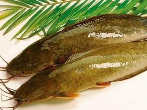 Loại cá bị chê bẩn nhưng bổ ngang vi cá mập, chợ Việt bán đầy mà ít người biết mua ăn, đem om mẻ siêu hấp dẫn