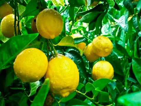 Loại quả "tốt nhất thế giới" chỉ có ở Lâm Đồng, trồng một lần thu hoạch nhiều năm, thành đặc sản tốt cho sức khoẻ