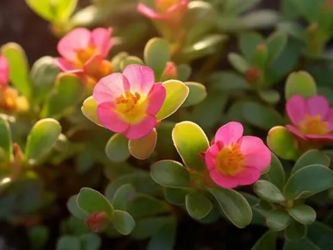 Quan hệ thân thiết đến mấy, khi đến nhà người khác chơi cũng đừng mang theo 3 thứ này, đặc biệt là điều thứ 2