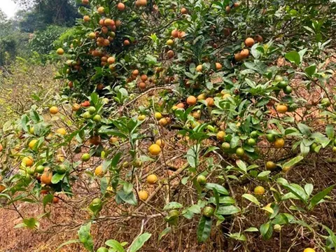 Loại quả "tốt nhất thế giới" chỉ có ở Sơn La, trồng một lần thu hoạch nhiều năm, thành đặc sản tốt cho sức khoẻ